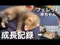 【フェレット】お迎え〜生後6ヶ月までの成長記録【赤ちゃん】【ferret】