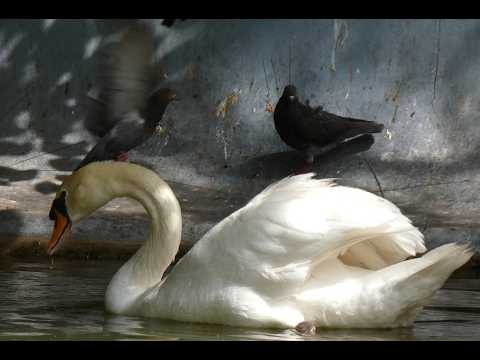 4K Swan vs Pigeons
