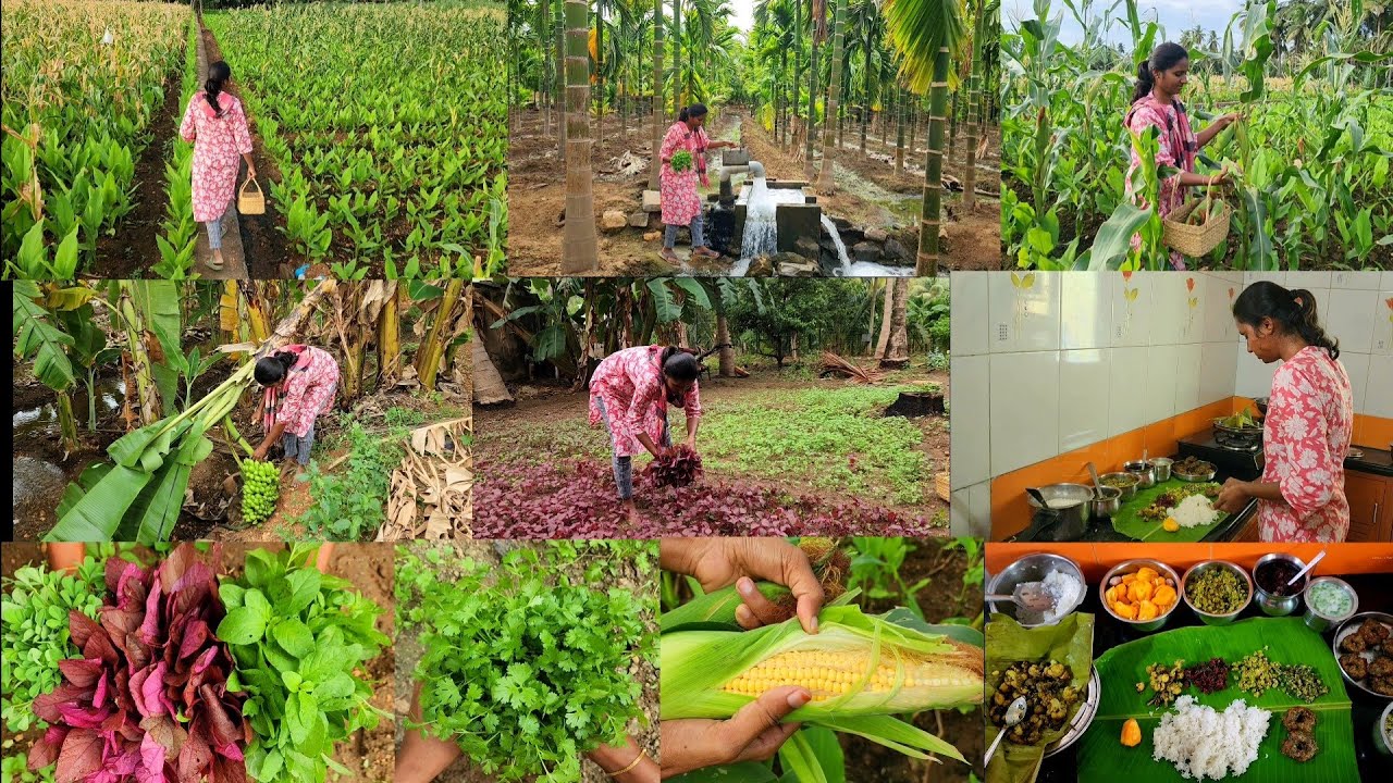 ஒரு புத்தம் புது காலை பொன்னிற வேளைங்க/Harvesting Corn and greens to make grand lunch menu/village