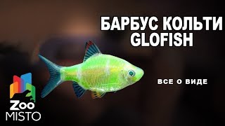 Барбус кольти GloFish - Все о виде рыб | Рыба барбус кольти GloFish