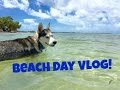 Husky Beach Day Vlog!