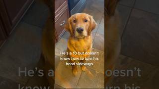 This Golden Retriever Isnt The Smartest 