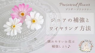 【プリザ】ジニアの補強とワイヤリング方法　プリザーブドフラワー