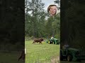 Playful Young Bull #animals #cute