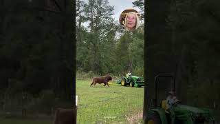 Playful Young Bull #animals #cute