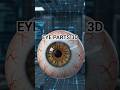 EYE parts 3d animation #medicalanimation #healthcare #anatomy
