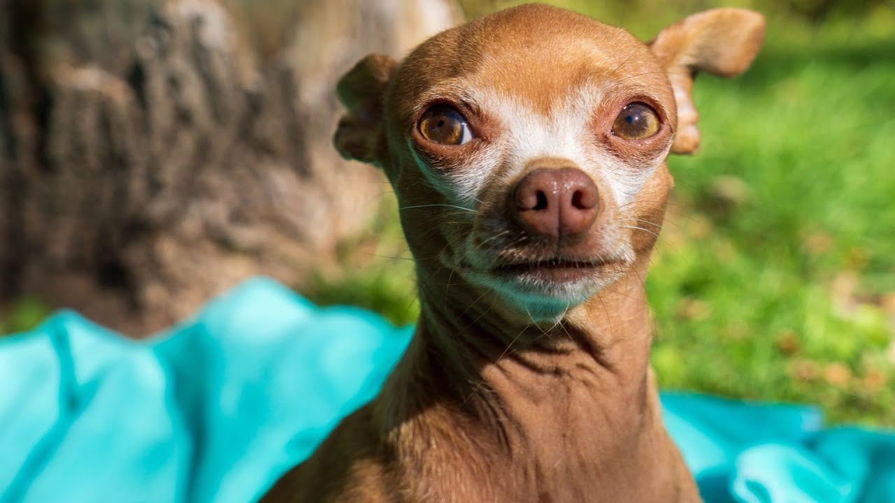 Chihuahua Dog Gives Cat a Warning!  Meet The Poodle We Are Fostering From a Breeder/Hoarding House.