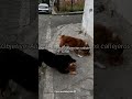 6️⃣🐶🐾❤️‍🩹 #perrosdelacalle #perro #mongrelnodayo #mongrel #perritos #perrito #ayudaanimal #youtube