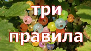 видео: ТРИ ПРАВИЛА цветной смородины после сбора ягод! Закладываем будущий урожай! картинка: ТРИ ПРАВИЛА цветной смородины после сбора ягод! Закладываем будущий урожай!