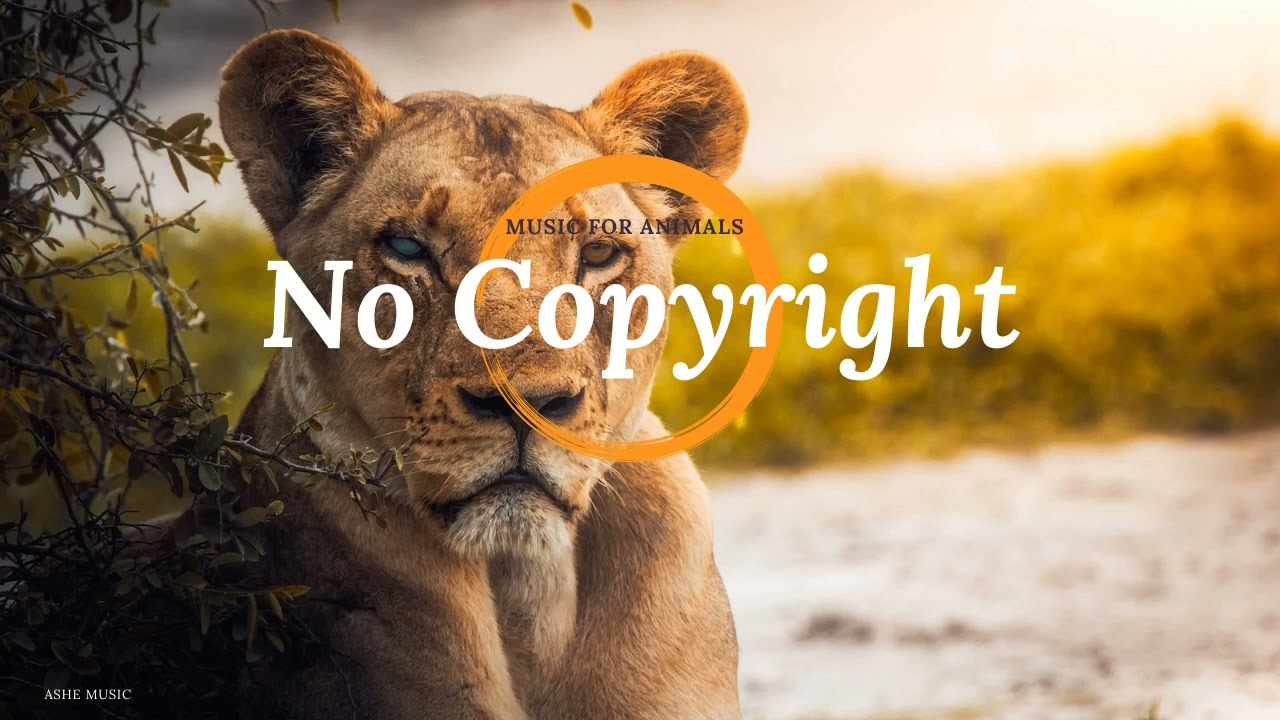 ⁣No Copyright Music For Animals • Relaxing Music & Animals | Ashe Music |