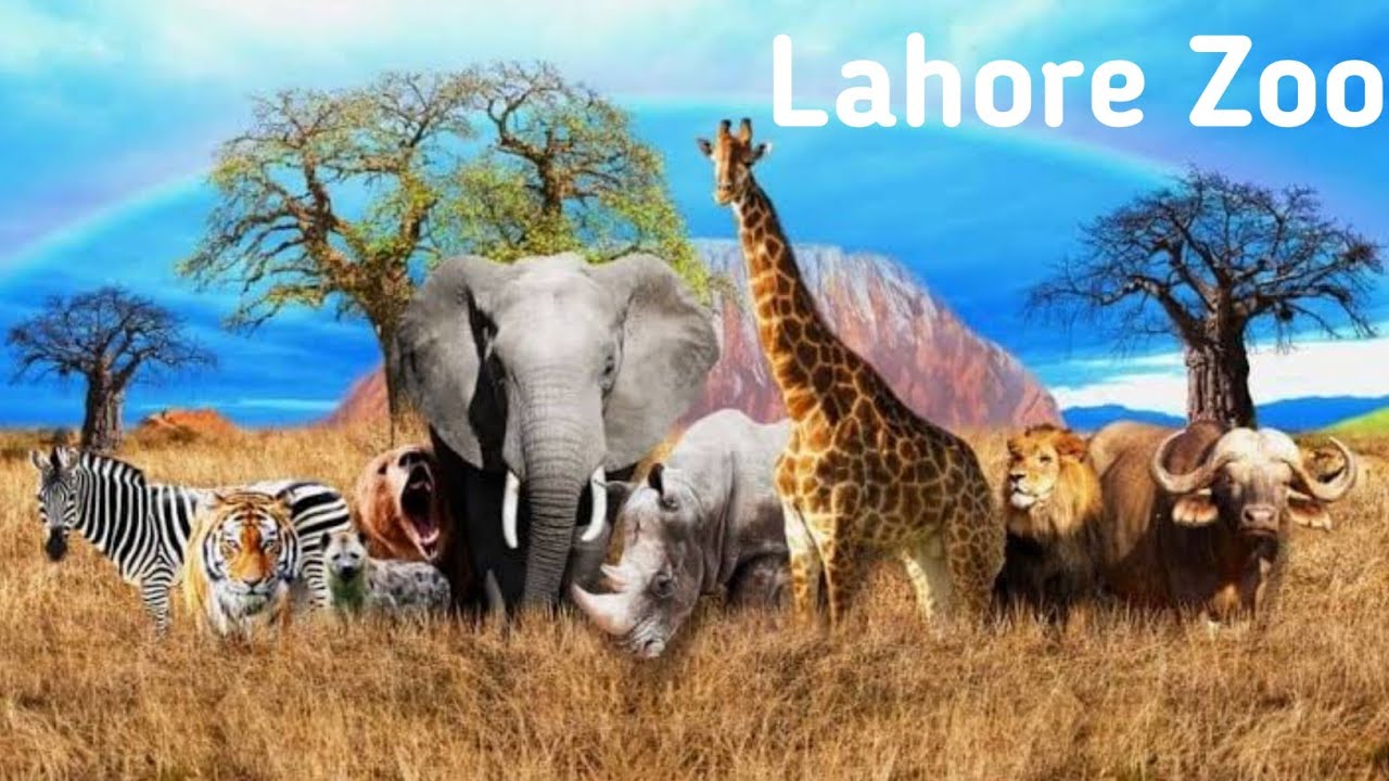 Lahore Zoo || Hashmi Moto Vlog
