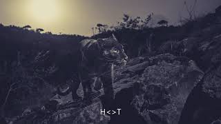 Ludwig Göransson - A King's Sunset (Carlos & Hot Oasis Remix)