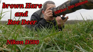 Wildlife photography. Brown Hare and Roe Deer. Nikon D500. nikkor af-s 200-500mm