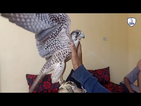 تدريب الصقر من يوم صيده الى يوم الهدد فديو كامل