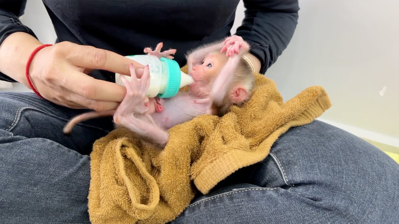 Funny Baby Tauch Raise Both Hand To Hold Head During Drink Milk