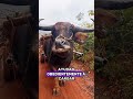 buffalo #tiktok #foryou #cute #pets #love #fyp