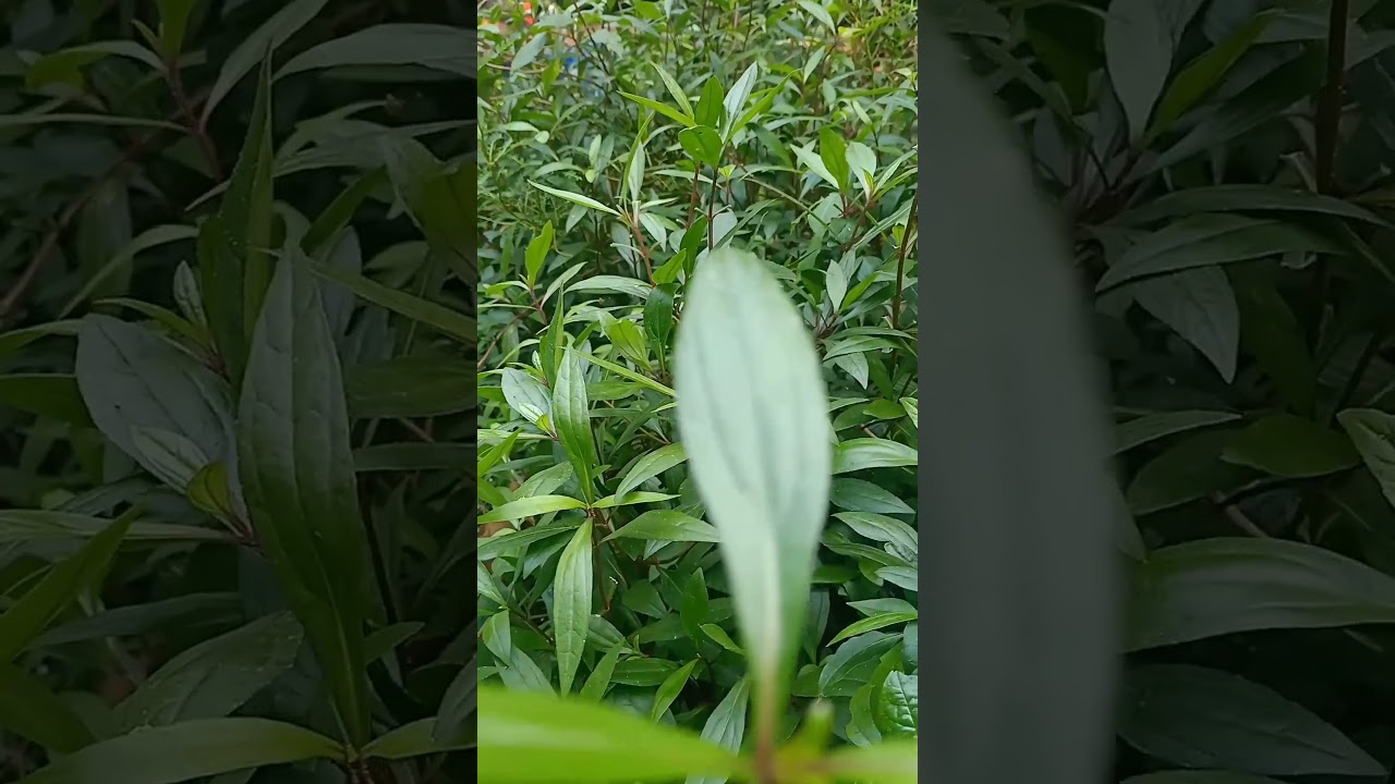 #Ayapanatriplinervis