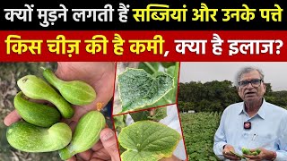 Nutrient Deficiency in Vegetable Crop | Symptoms Treatment | पौधे में पोषक तत्व Boron Calcium की कमी