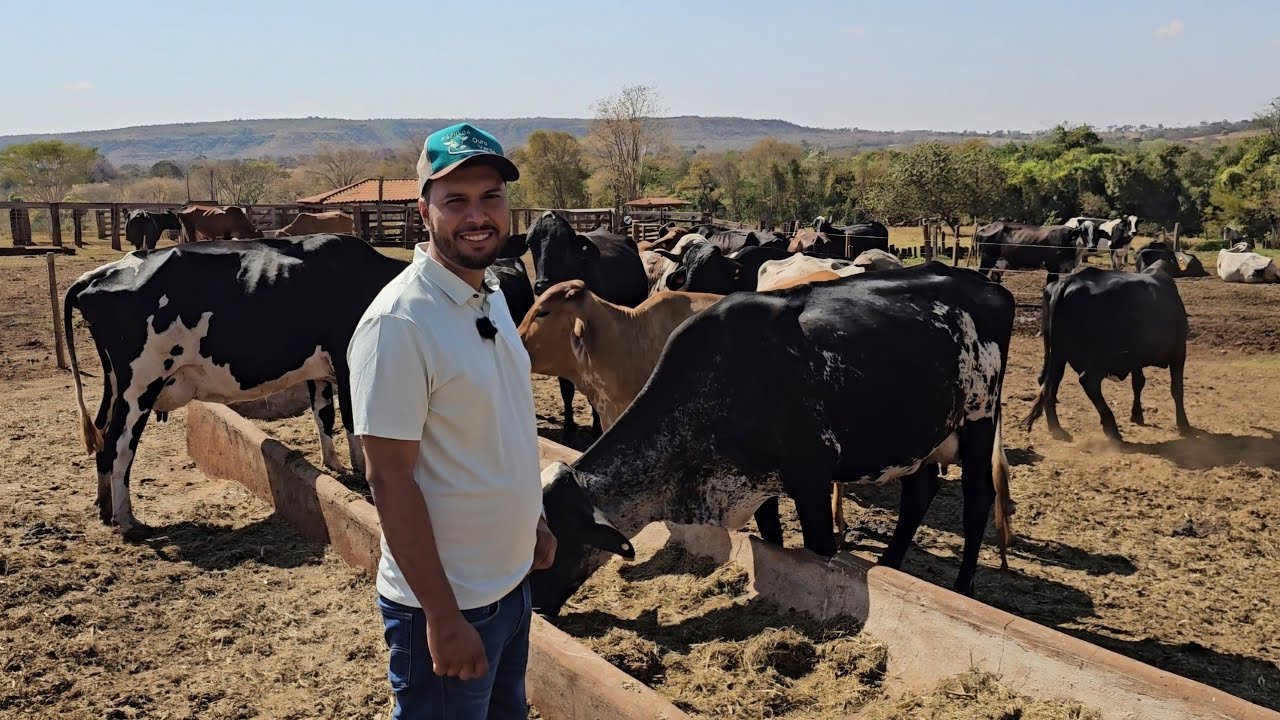ELE CRIA VACAS DE 70 LITROS DE LEITE, POUCAS VACAS COM GRANDE RESULTADO
