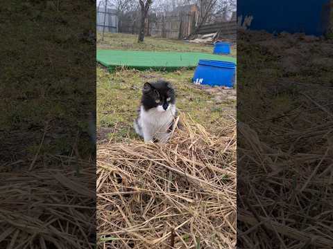 Видео: У кота Кузи от холода трава не растёт #cat #кот #домашниеживотные