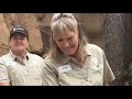 NASCAR Drivers Tour San Diego Zoo and Meet a Cheetah