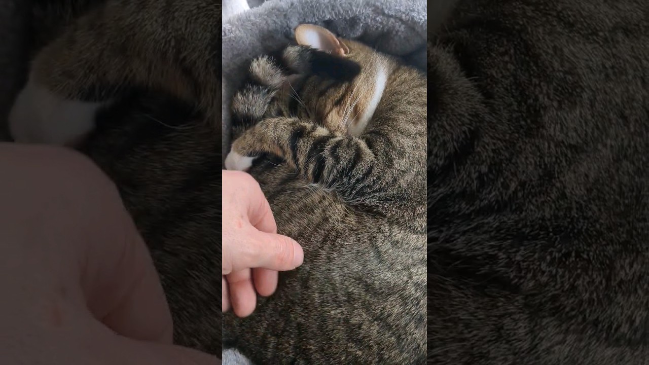 Tail keeps hitting ear, twitching