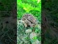 Relaxing Nature Video: Wheat Fields, Mustard Farms &amp; Rabbit........#nature #rabbit