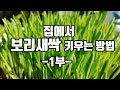 집에서 새싹보리 키우는 방법 1부 (How to grow barley sprouts at home 1)