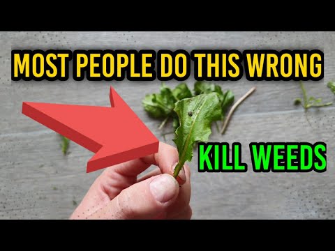 Kill Weeds in a Newly Seeded Lawn - 4 Week Lawn Challenge