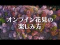 2021年オンライン花見の楽しみ方 / How to enjoy online hanami | 桜ドローンプロジェクト