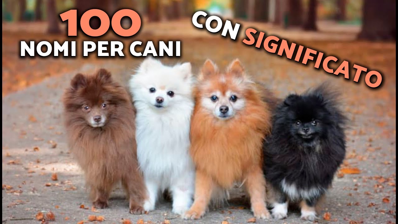 100 nomi significativi per cani 🐕💖 Bellissime idee per maschi e femmine!