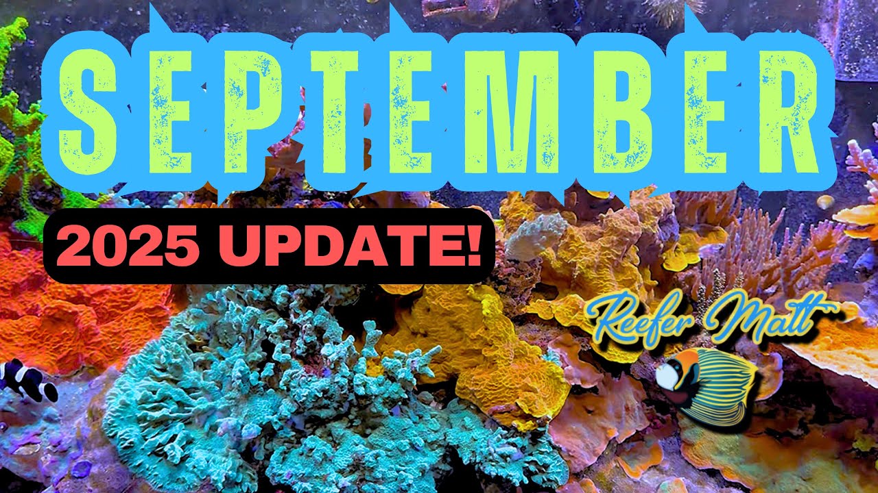 September 2025 Reef Tank Updates! - YouTube