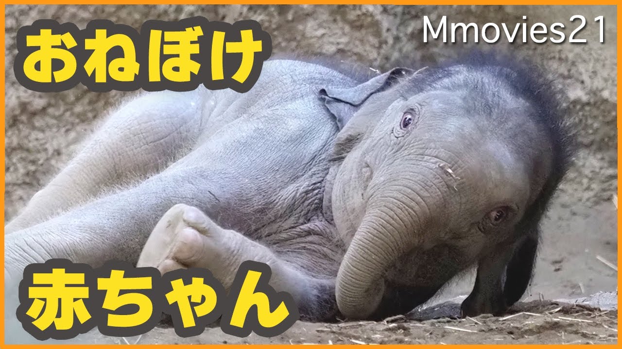 珍ハプニング】寝ぼけ眼の赤ちゃんゾウの超絶かわいさ♪円山動物園の