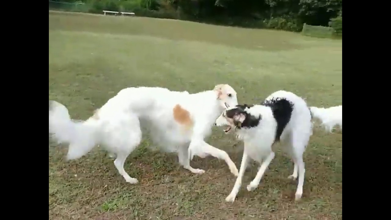 Borzoi Borzoi Greyhound Dogs Playing Videos Youtube