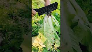 IQR 0000047 mini rotary tillage and ridging all-in one tree short view #juicyfood #food #juicy #fyp