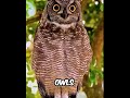 Animal superpowers #animals #wildlife #facts #brainrot