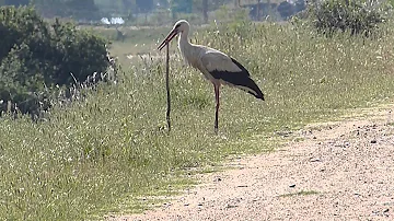 Quelle est le cri de la cigogne ? Quelle est le cri de la cigogne ?