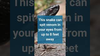 Black spitting cobra