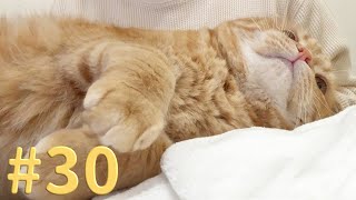 【たろちゃん#30】過去一甘えん坊になった時の動画 -前編- 【猫】