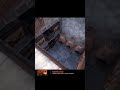 rust meme