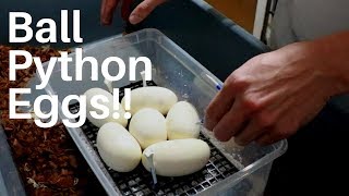 First Ball Python Eggs of 2019!!!
