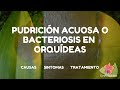 🦠Pudrición acuosa o bacteriosis en orquídeas  | Phalaenopsis  | Enfermedades  |  CorpOrquídea