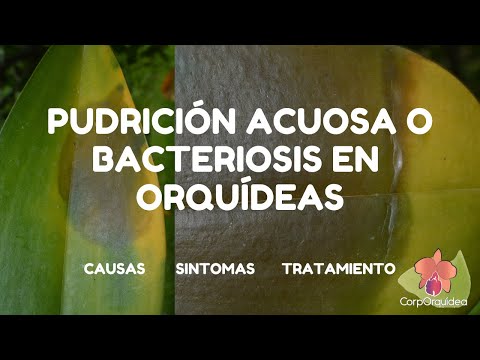 Video: Síntomas de la pudrición carbónica de la okra: cómo controlar la okra con la pudrición carbónica