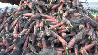 Kopanie Marchew Grimme Tectron