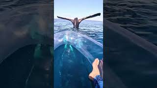 Close up with a massive whale in a transparent kayak.