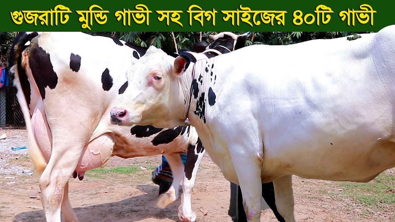 গুজরাটি বিগ সাইজের মুন্ডি গাভী সহ ৪০টি গাভী কিনুন ঢাকা থেকে dairy farm