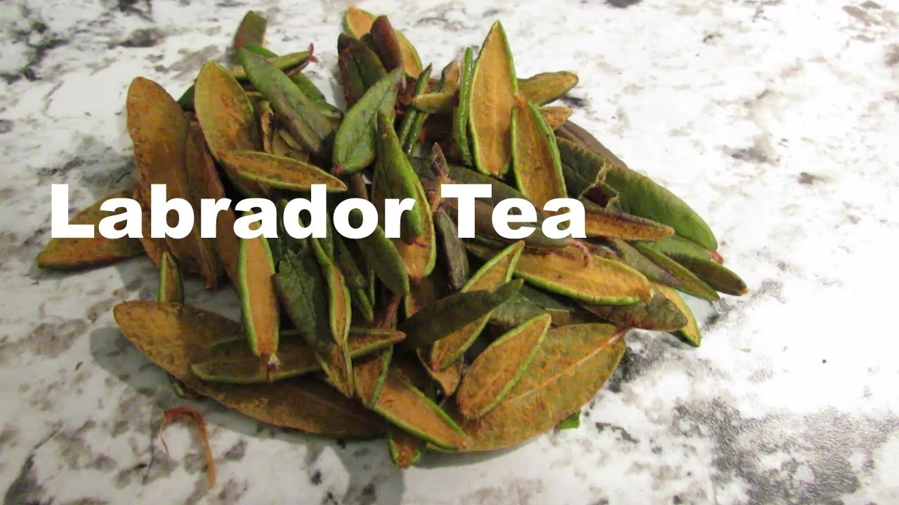 Collecting and Brewing Labrador Tea YouTube