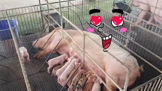 Mengecek kandang babi.  ria's farm bali / ternak babi di bali