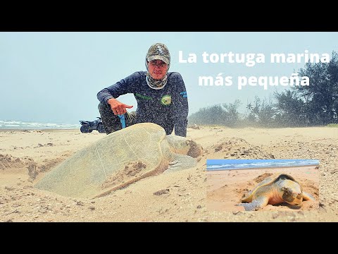 Esta es la tortuga marina mas pequeña de todas | La tortuga lora | Kemp's Ridley Sea Turtle.