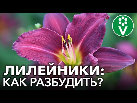 ШИКАРНОЕ ЦВЕТЕНИЕ ЛИЛЕЙНИКОВ обеспечено при таком уходе весной! Неожиданные советы коллекционера